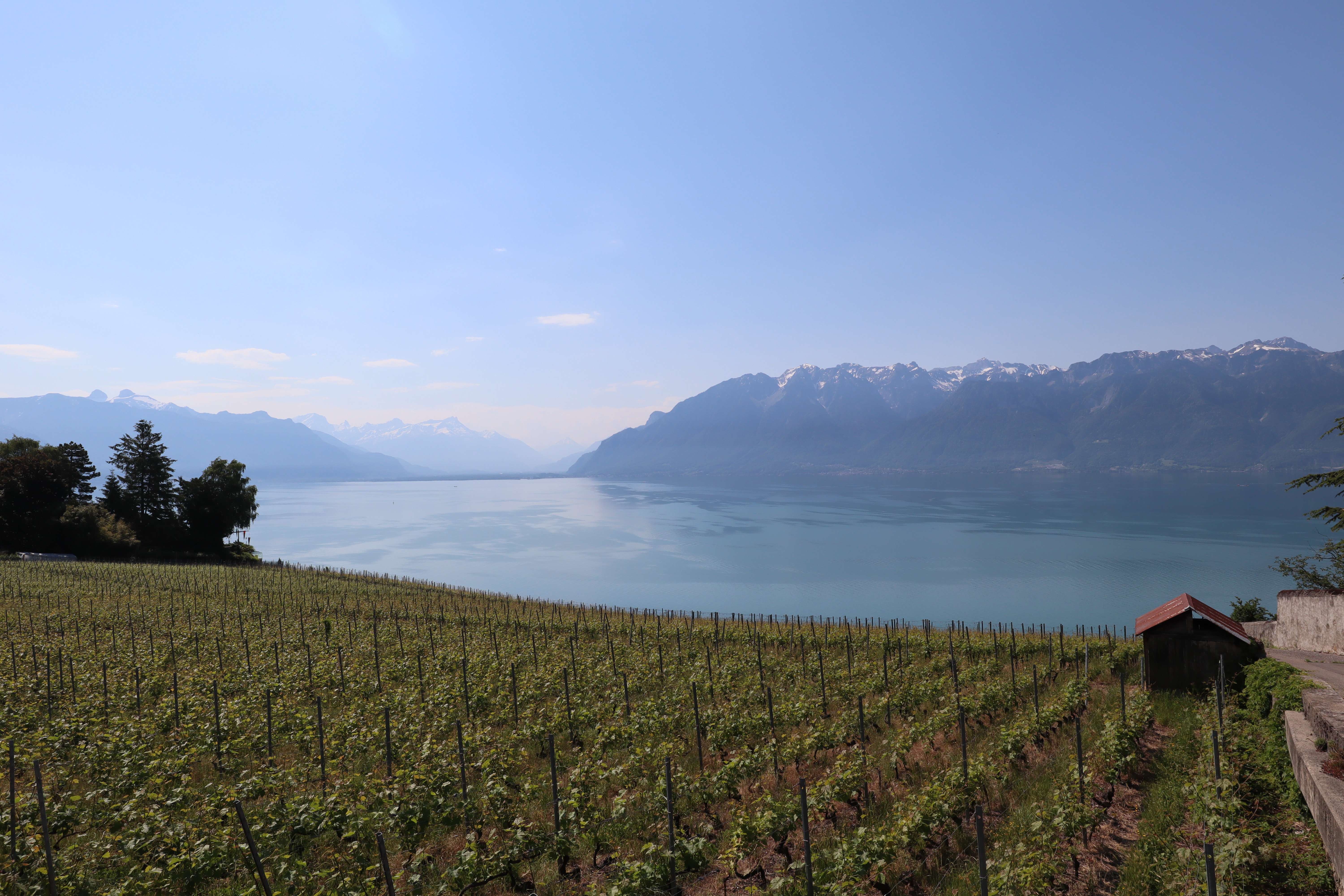 fete des vignerons